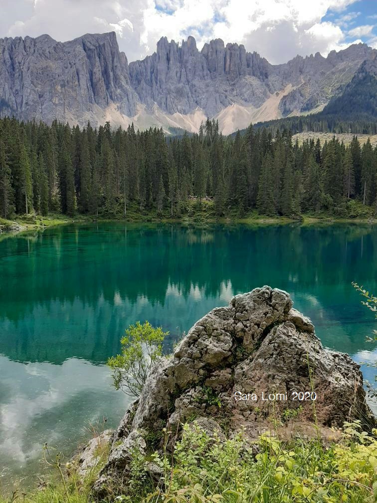 Figura 2: File di verdi pinete e le Dolomiti (Fonte: foto di Sara Lomi, 2020)